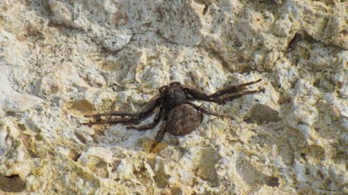 Bassaniodes bufo